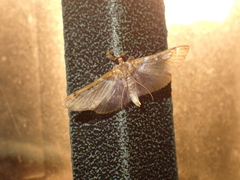 Apilocrocis