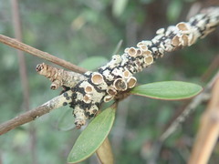 Menegazzia testacea