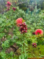 Kunzea baxteri