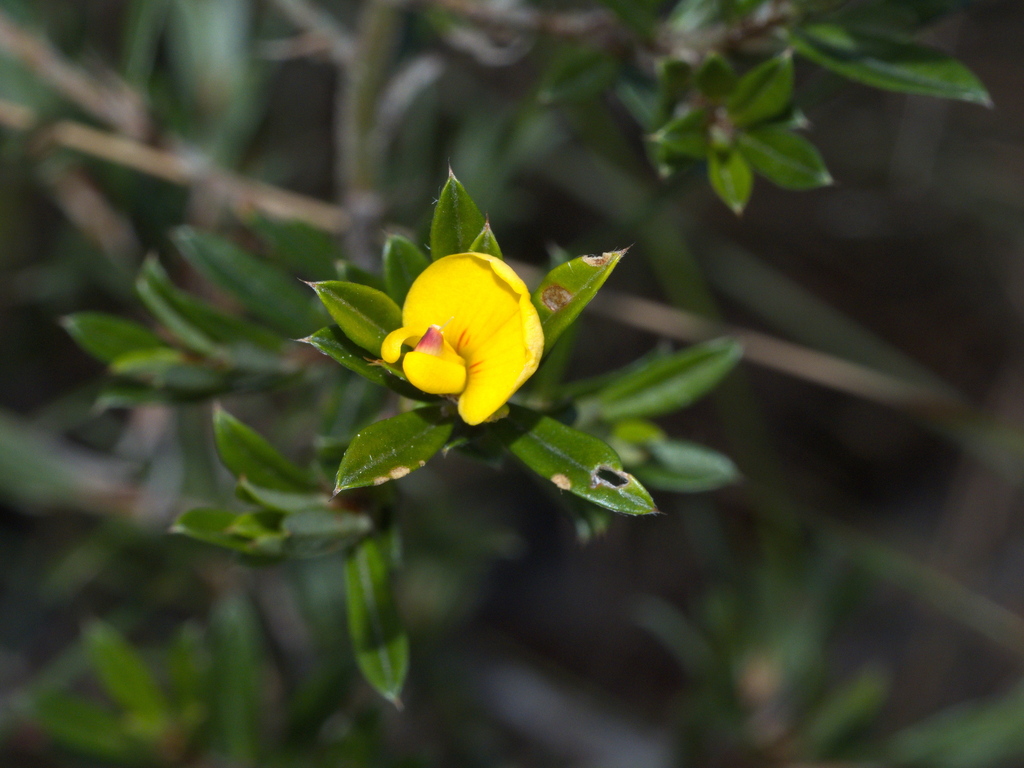 Pultenaea rariflora