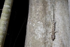 Blaesodactylus sakalava