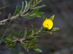 Pultenaea rariflora