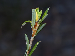 Pultenaea rariflora