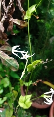 Rytidostylis