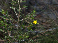 Pultenaea rariflora
