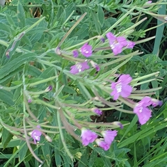 Epilobium hirsutum