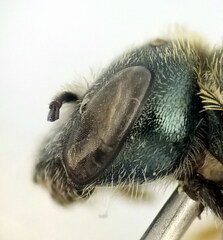 Halictus gemmeus