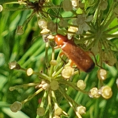 Rhagonycha fulva