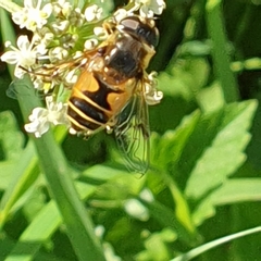 Eristalis horticola