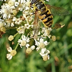 Myathropa florea
