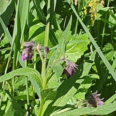 Symphytum officinale