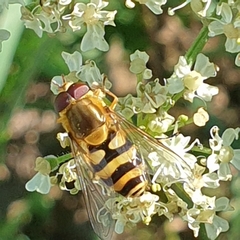 Syrphus