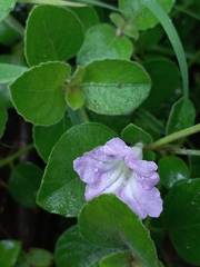 Ruellia patula