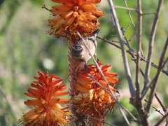 Aloe arborescens × ferox