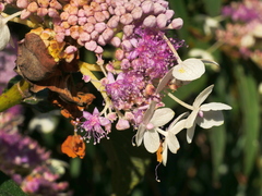 Hydrangea longifolia, photograph Jacy Chen, CC BY, iNaturalist via GBIF
