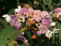 Hydrangea longifolia, photograph Jacy Chen, CC BY, iNaturalist via GBIF