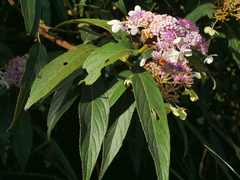 Hydrangea longifolia, photograph Jacy Chen, CC BY, iNaturalist via GBIF