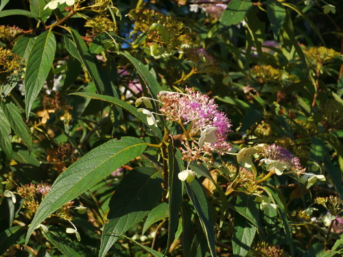 Hydrangea longifolia