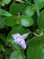 Ruellia patula