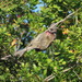 Cape White-backed Mousebird - Photo (c) Fiona Hellmann, some rights reserved (CC BY-NC), uploaded by Fiona Hellmann