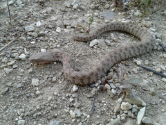 Macrovipera lebetinus