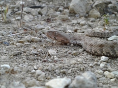 Macrovipera lebetinus