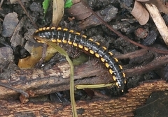 Paradoxosomatinae