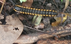 Paradoxosomatinae