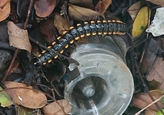 Paradoxosomatinae