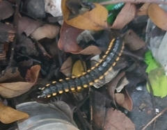 Paradoxosomatinae