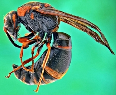 Orancistrocerus drewseni