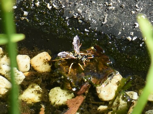 European Paper Wasp, Groesbeek, Nederland, photo 8 of 10