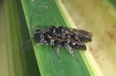 Tiphioidea