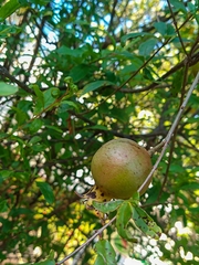 Punica granatum