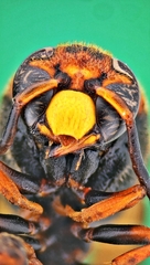 Orancistrocerus drewseni