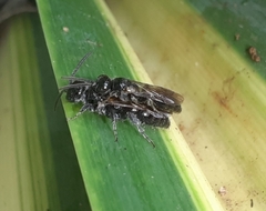 Tiphioidea