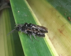 Tiphioidea