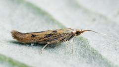 Coleophora squalorella