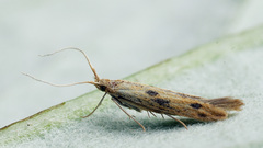 Coleophora squalorella
