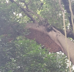 Apis dorsata