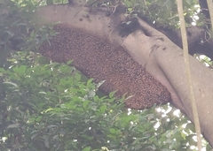 Apis dorsata