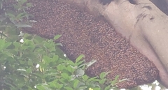 Apis dorsata