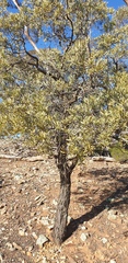 Santalum spicatum