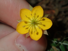 Tribulus forrestii