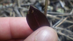 Disperis tripetaloides image