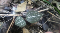 Disperis tripetaloides image