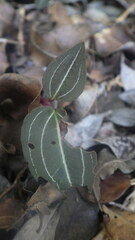 Disperis tripetaloides image