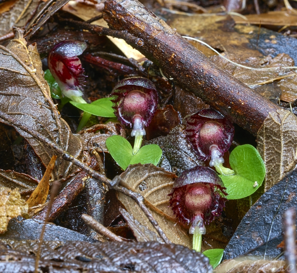 Corybas diemenicus