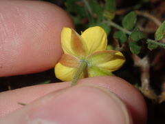 Tribulus forrestii