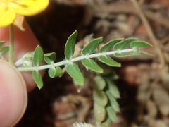 Tribulus forrestii